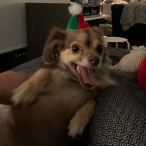 Meet your Posher, Francesca